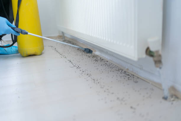 Best Flea Control Services  in Wayzata, MN